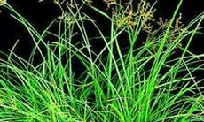 Chữa bệnh đa nang buồng trứng bằng Đông y